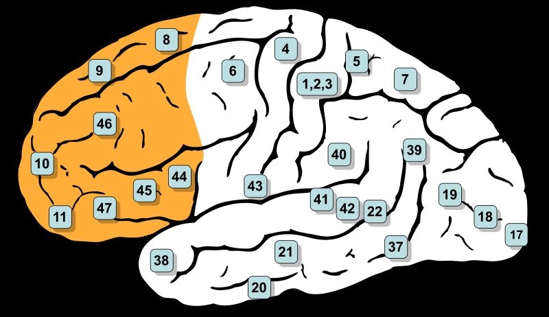 ADHD treatments: ADHD vs. OCD: Brain regions and bloodflow ... diagram of adhd brain 