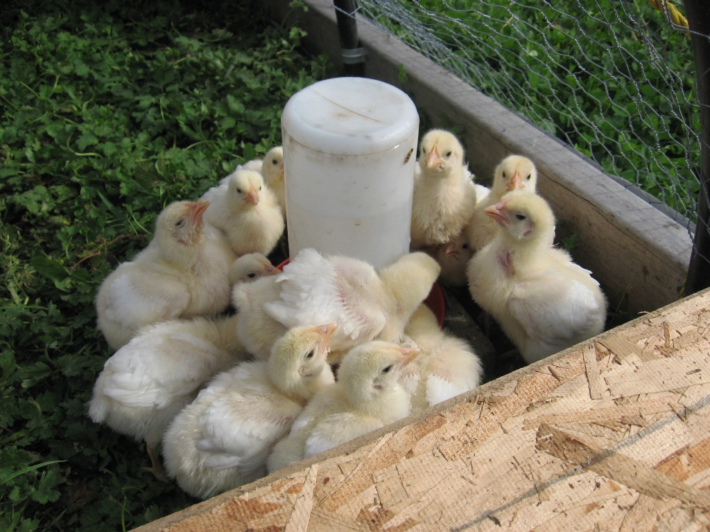 chicks drinking water