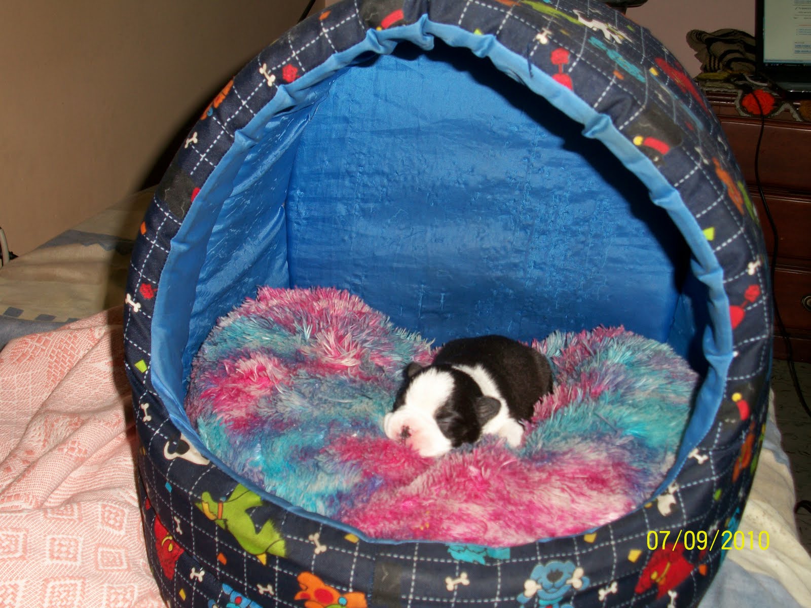 Criaderolittledogs: BoStOn TeRrIeR a La VeNtA