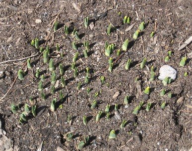 [new+growth.jpg]