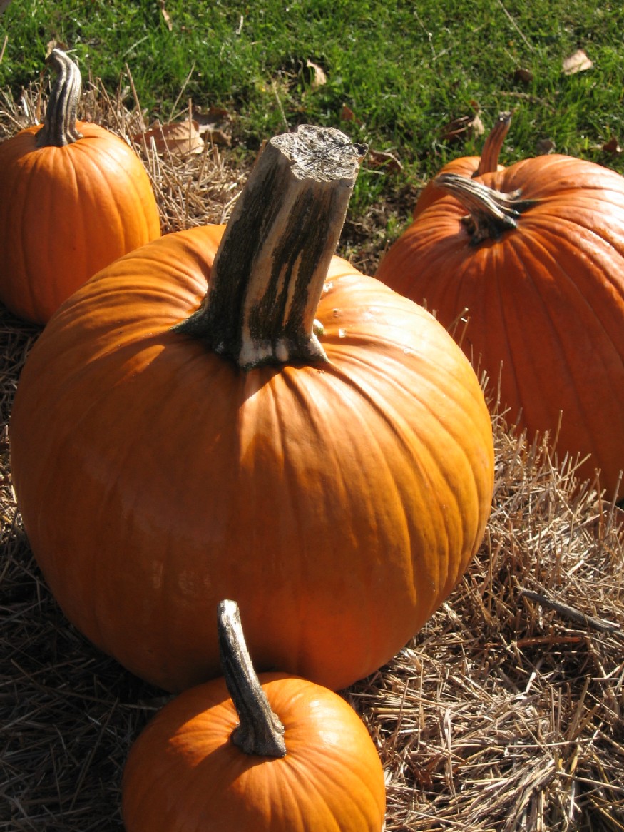 [october+2009+030.jpg]