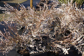 Au Bord Du Ruisseau Spiraea Thunbergii Fujino Pink