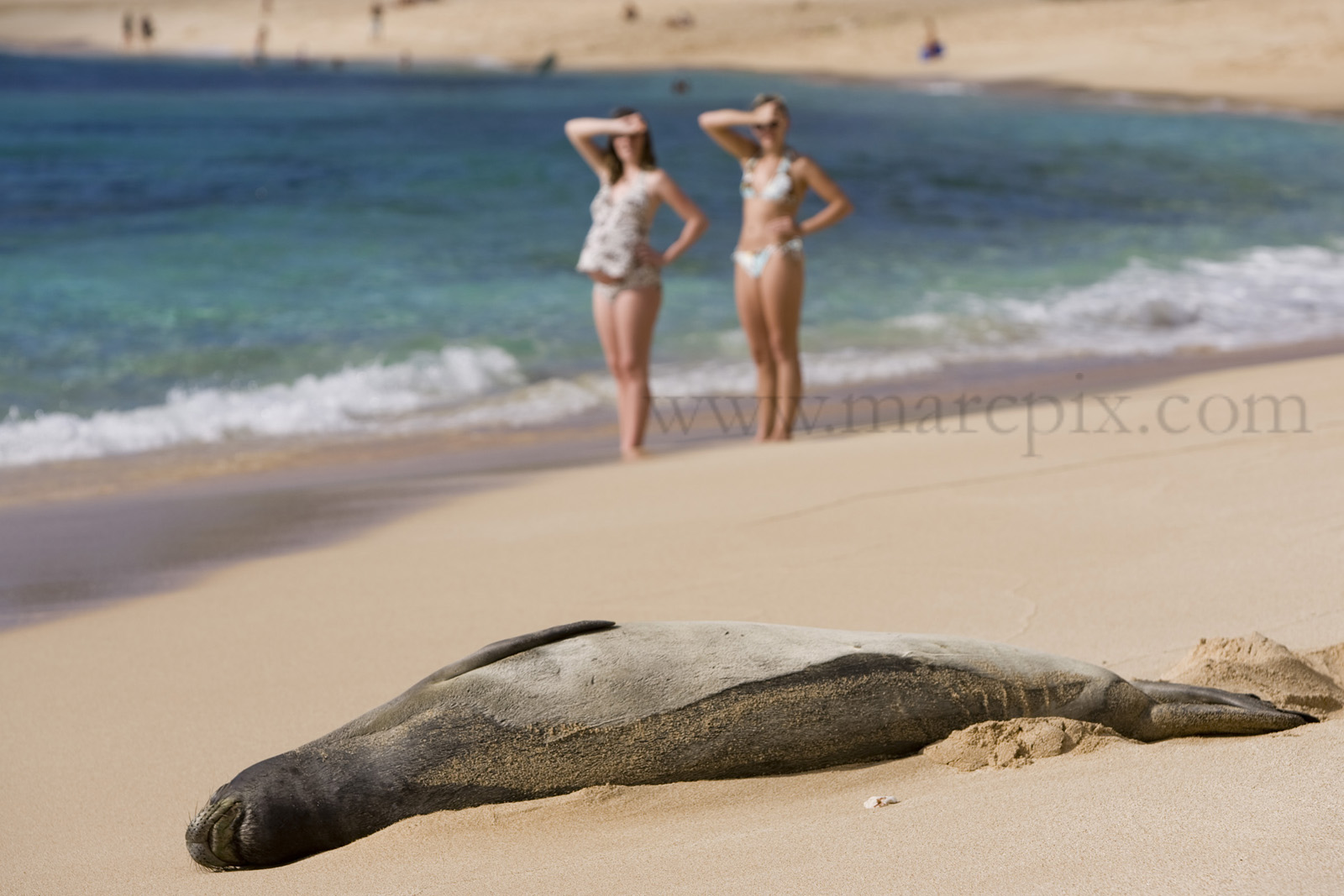 [monk+seal.jpg]