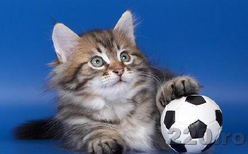 Cats And Soccer