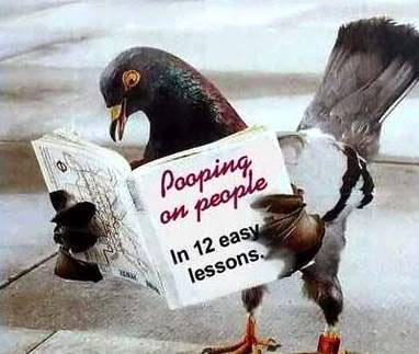Hilarious pet ads Cool Funny Pictures Photos Hilarious Humor Images