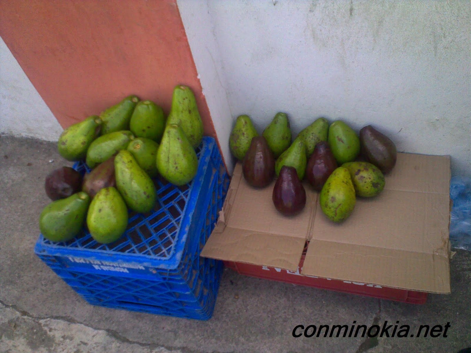 Tiempo de aguacates Con mi Nokia en la mano.