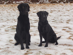 Bright och Stella