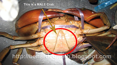 Male Female Crab