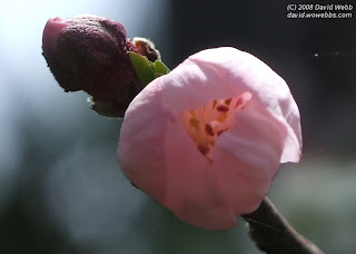 peach blossoms