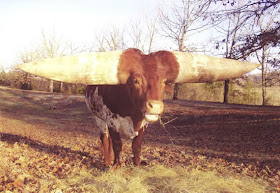 largest horns pictures