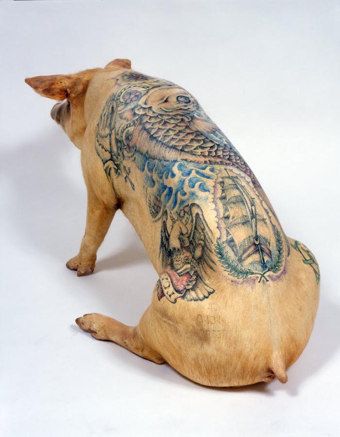 Delvoye make tattoo on stuffed pigs and pig skin. Delvoye make tattoo on stuffed pigs and pig skin.