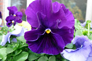 Love the Pansies