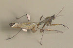 Dead Leaf Mantis