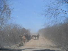 Paisagem do Sertão - Tangendo a boiada