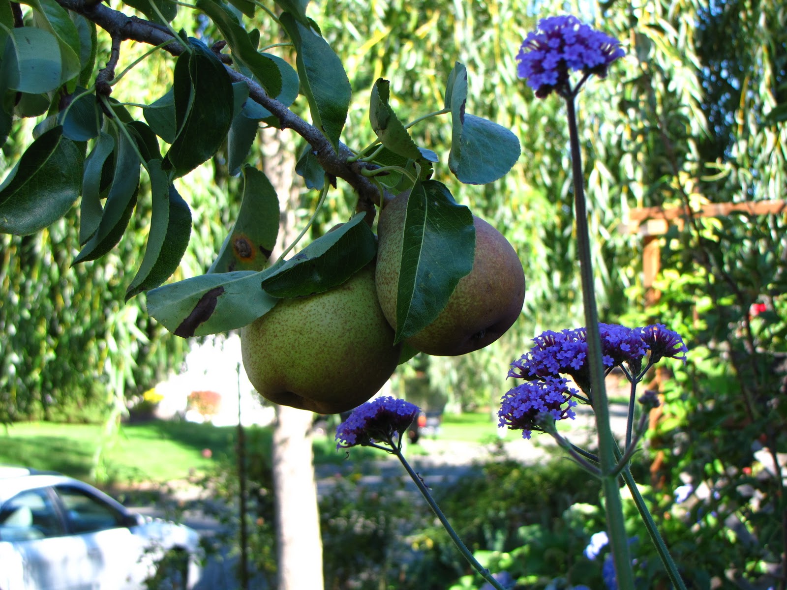 Dogwood+tree+fruit+is+edible