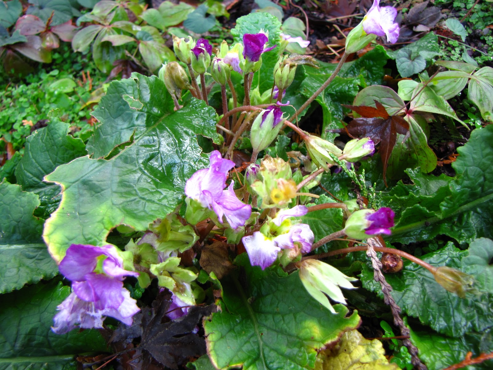 The Green Grub Designing A Herb Garden