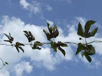 Burnt Centennial Leaves