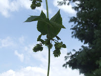 Goldings Cones