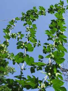 Cascade Cones - June 23