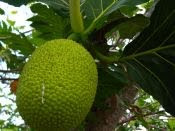 breadfruit  LAU