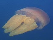 jelly fish -Broken Bay  Oz