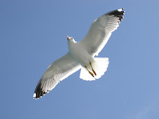 GAVIOTA