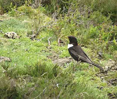 Ring Ouzel