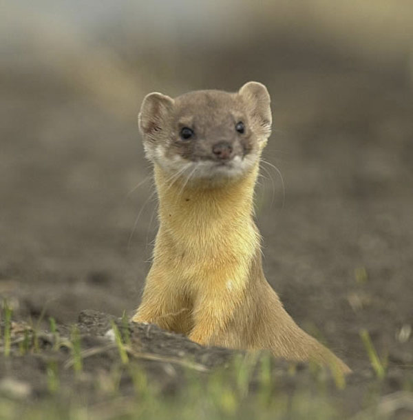 A Wiesel