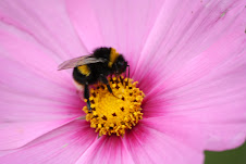 Bread feeds my body.....bees feed my soul.