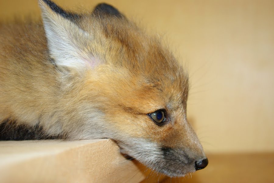 Baby Red Fox (Vixen Kit)