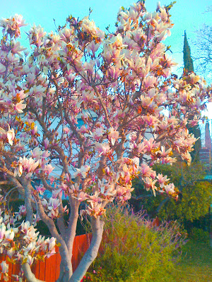 pink japanese magnolia