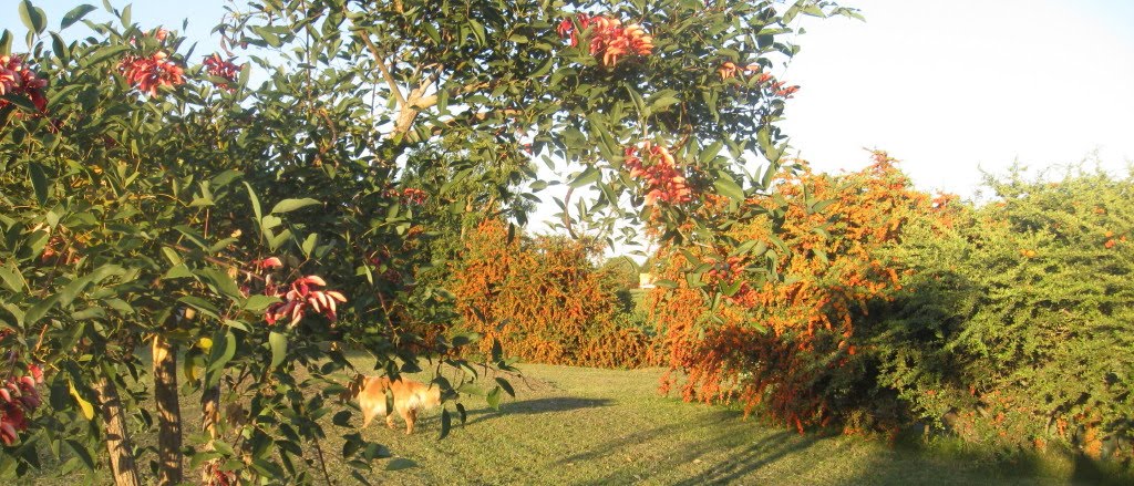 Ceibos y crataegus