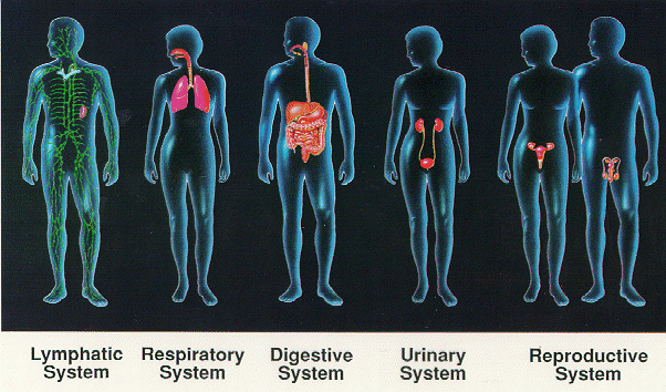 ten major organ systems