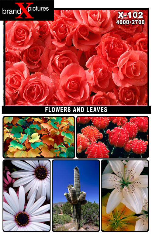 [BX102-FlowersAndLeaves.jpg]