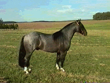 caballo chileno