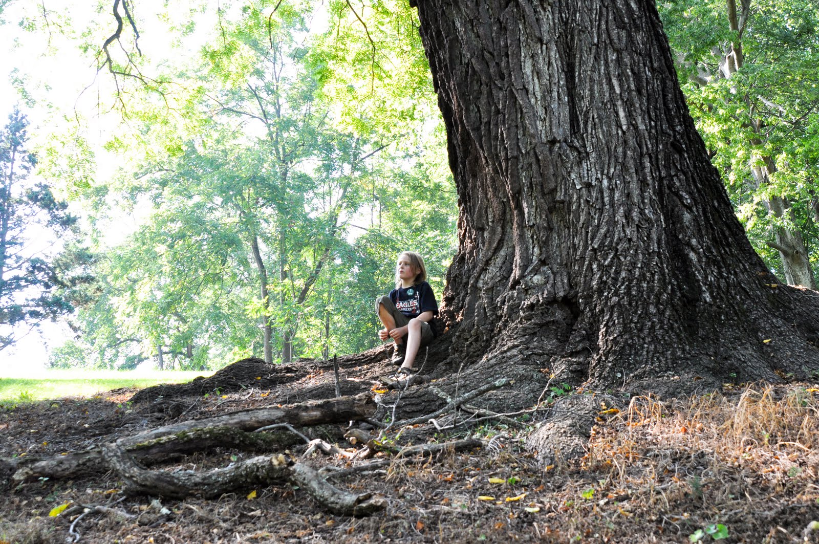 Remakable Trees of Virgnia Dethroned Champion Black Walnut at Montpelier