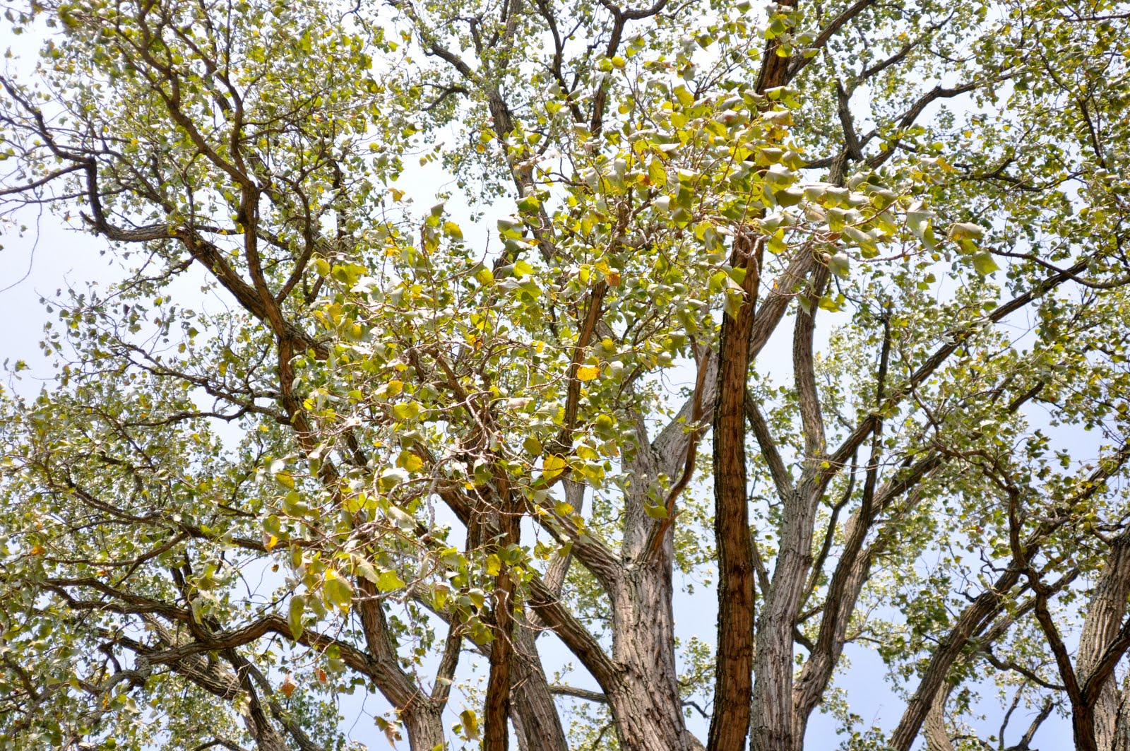 Remarkable Trees of Virginia Winchester Cottonwood