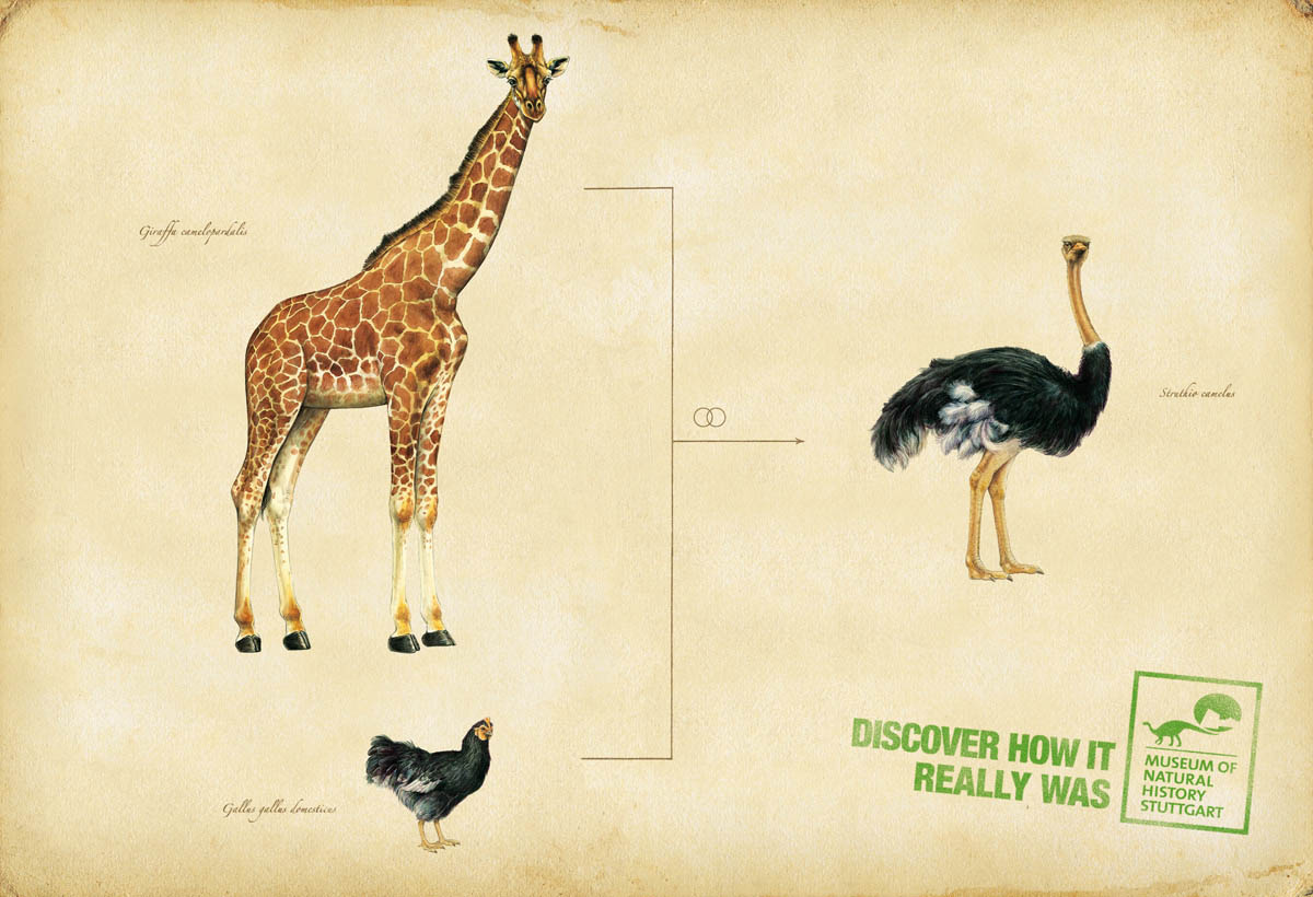 [evolutionostrich.jpg]