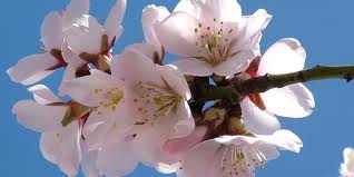 almond blossom