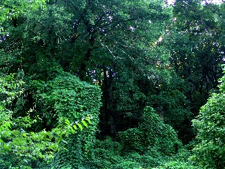 Backyard Jungle
