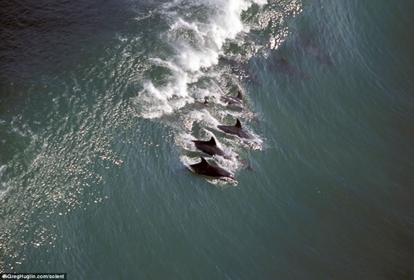 [delfines-costa-sudafrica3.jpg]