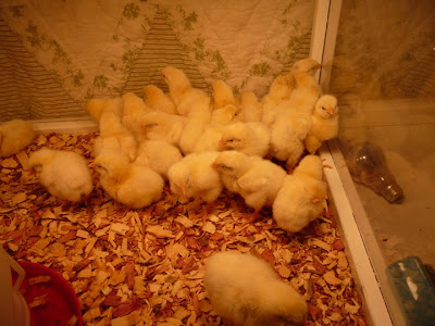 baby chicks hatching. aby chickens to prove it.