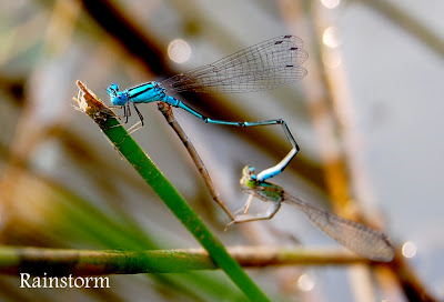 Dragonflies+mating+season