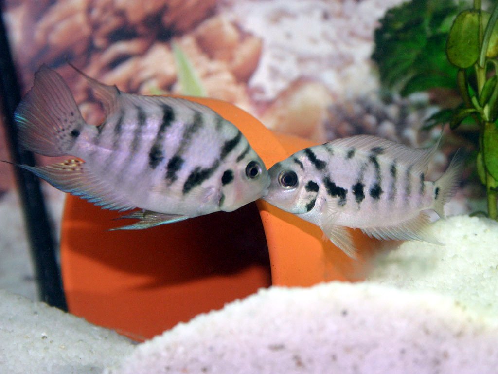pregnant red zebra cichlid pregnant red zebra cichlid