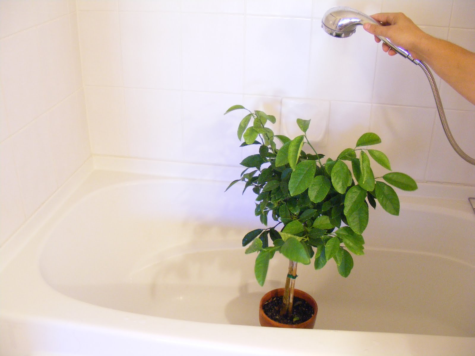 Bath Time. . . . . . for the plants