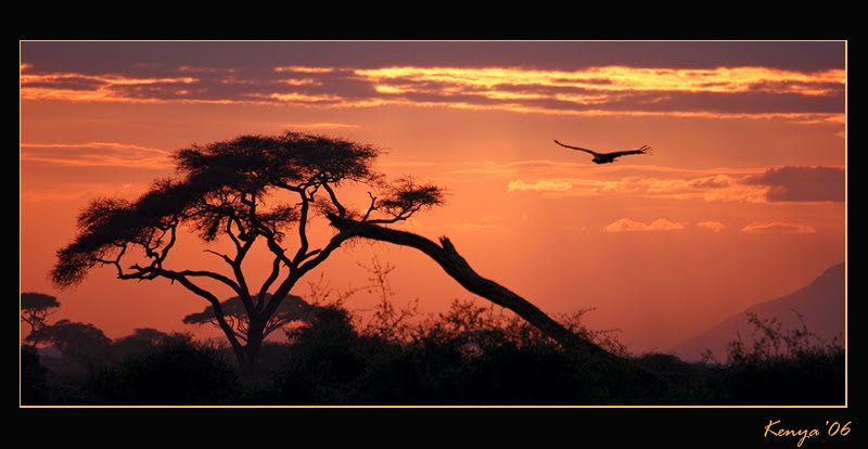 [sunset_bird.jpg]