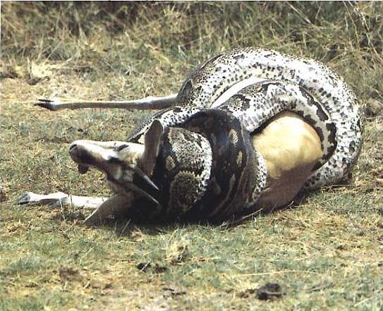 [python_veado6.jpeg]