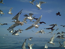 Franklin's Gull