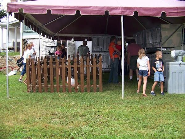 Turkey, rooster, chickens, etc