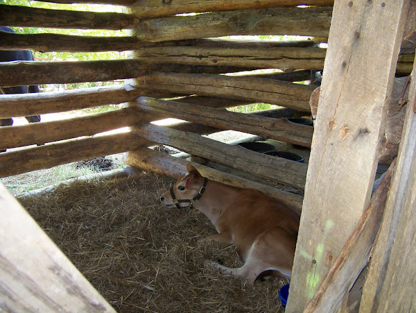 Ivy, the 4 month-old Jersey calf